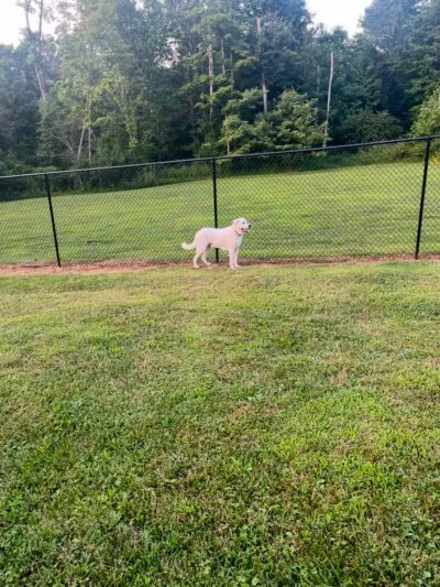 Columbia KY Dog Park - Columbia, KY