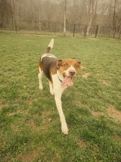 Columbia KY Dog Park - Columbia, KY