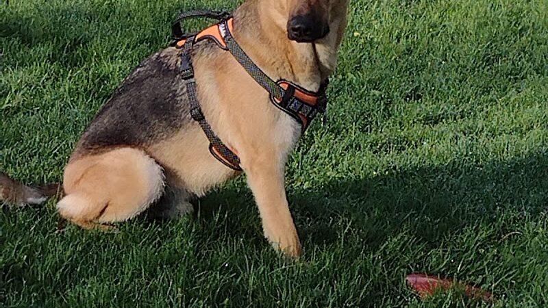 River Run Dog Park - Columbus, WI