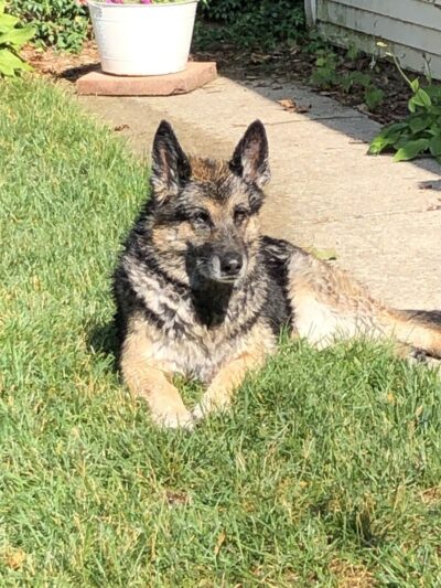 River Run Dog Park - Columbus, WI