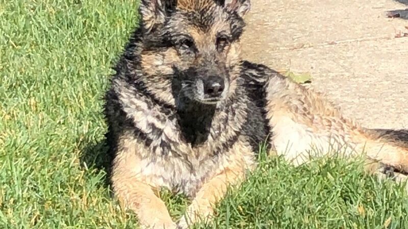 River Run Dog Park - Columbus, WI