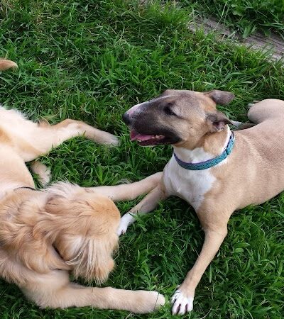 River Run Dog Park - Columbus, WI