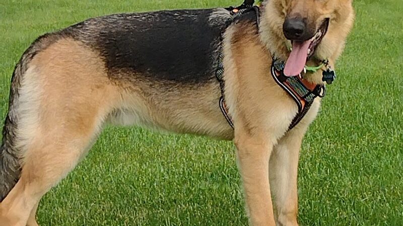 River Run Dog Park - Columbus, WI