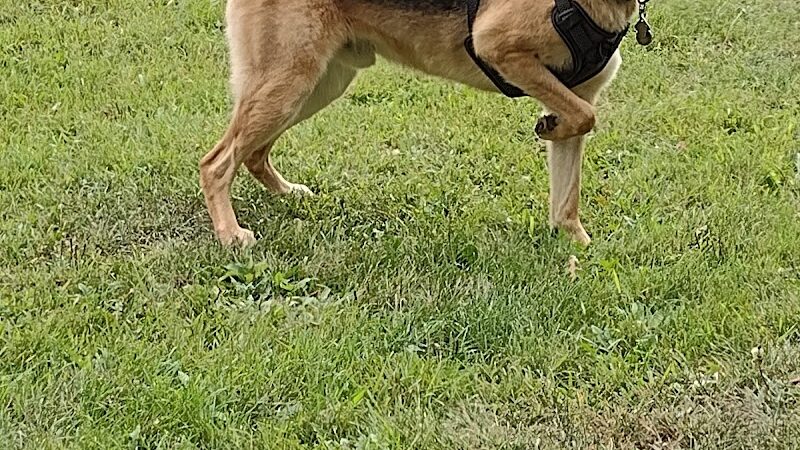 River Run Dog Park - Columbus, WI