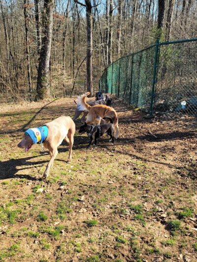 Weddington Road Bark Park