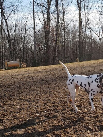 Weddington Road Bark Park
