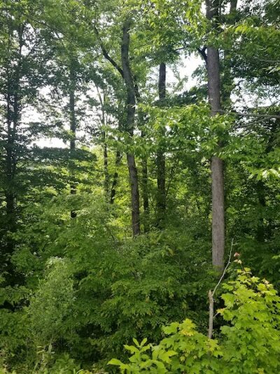 Weddington Road Bark Park