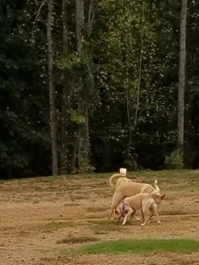 Weddington Road Bark Park