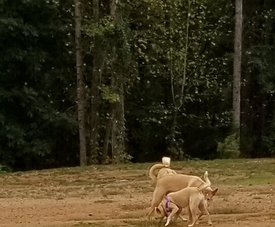 Weddington Road Bark Park