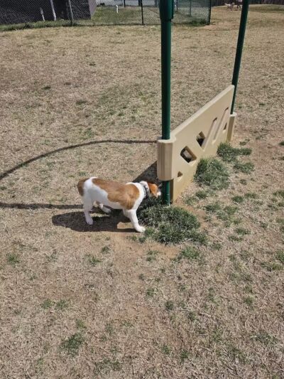 Weddington Road Bark Park