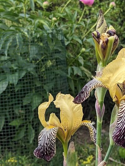 Clarkstown’s K-9 Corrals - Congers, NY