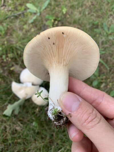 Clarkstown’s K-9 Corrals - Congers, NY