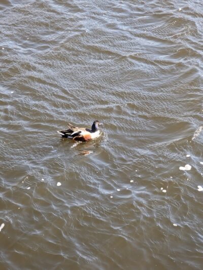 Clarkstown’s K-9 Corrals - Congers, NY