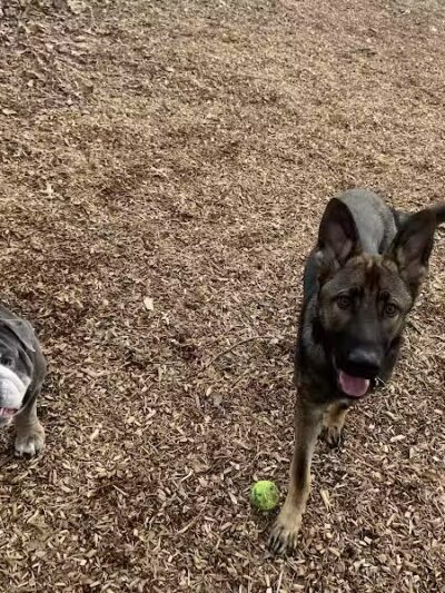 Clarkstown’s K-9 Corrals - Congers, NY