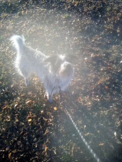 Kenilworth Sports Center - Coolidge, AZ