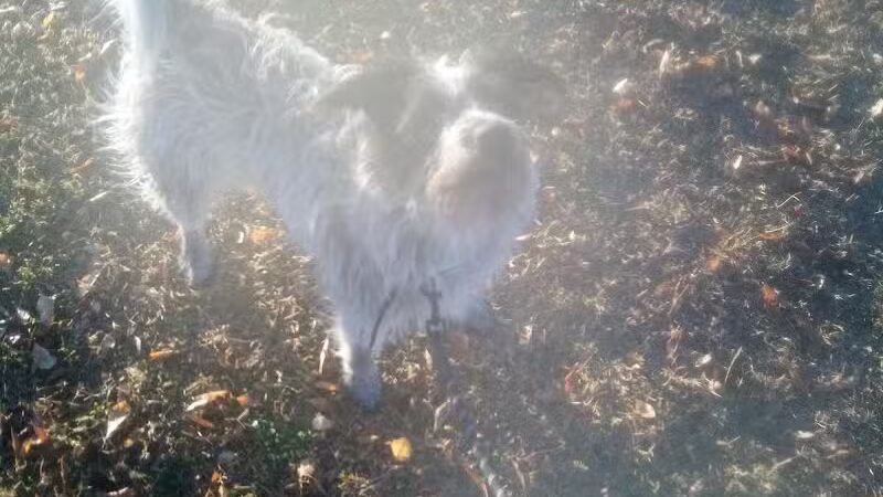 Kenilworth Sports Center - Coolidge, AZ