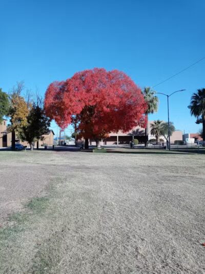 San Carlos Park - Coolidge, AZ