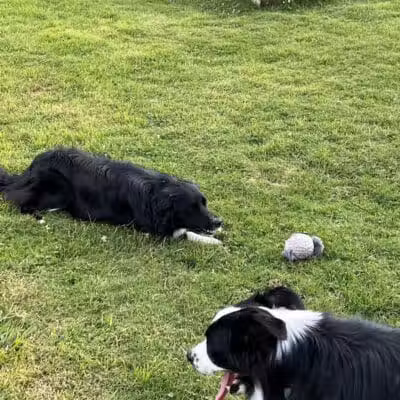 Rotary Dog Park - Corbin, KY