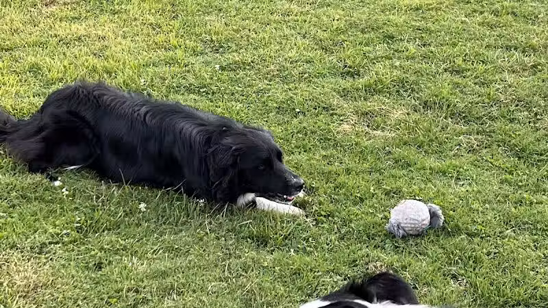 Rotary Dog Park - Corbin, KY