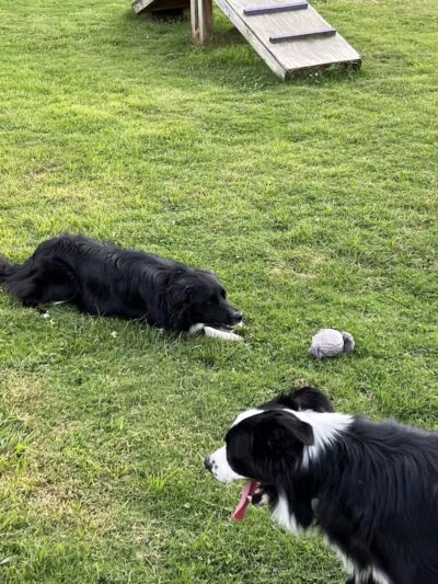 Rotary Dog Park - Corbin, KY