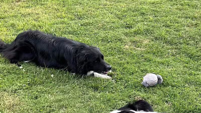 Rotary Dog Park - Corbin, KY