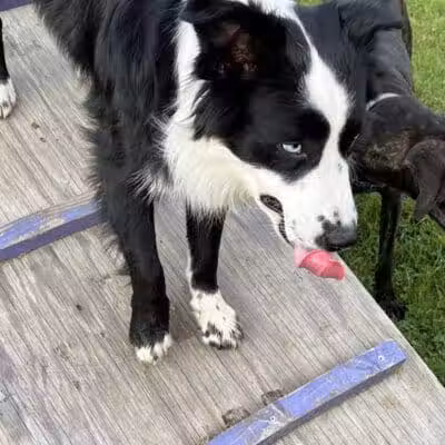 Rotary Dog Park - Corbin, KY