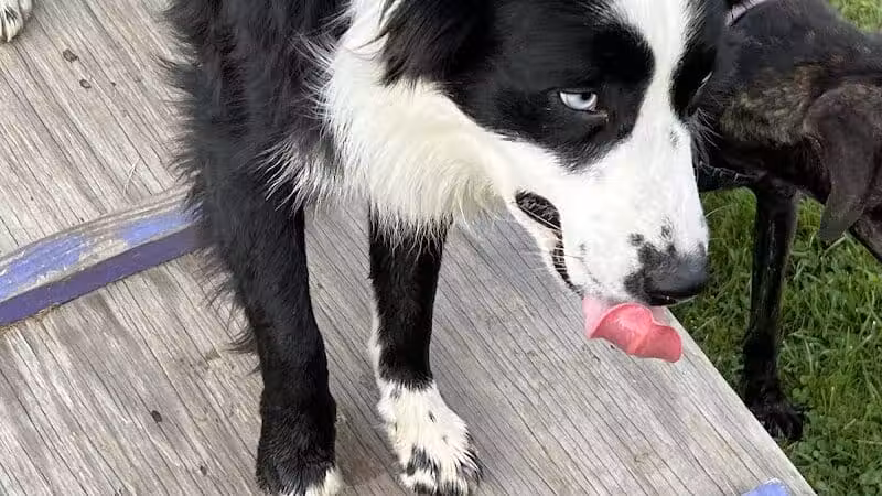 Rotary Dog Park - Corbin, KY