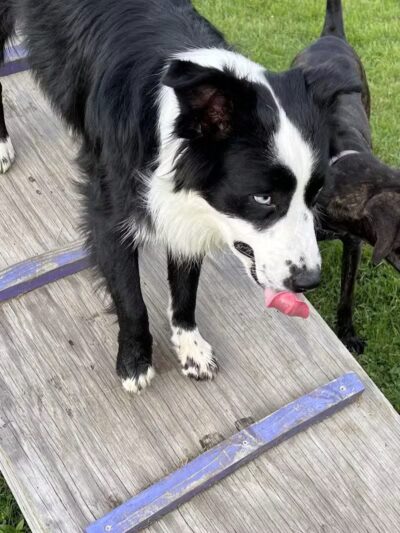 Rotary Dog Park - Corbin, KY