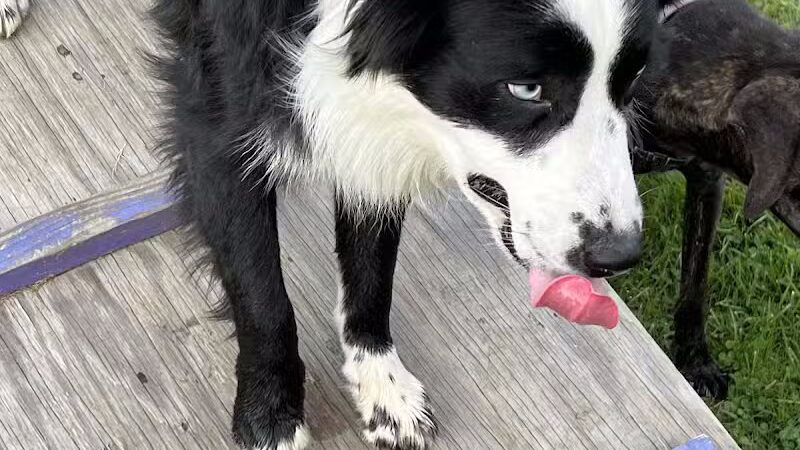 Rotary Dog Park - Corbin, KY