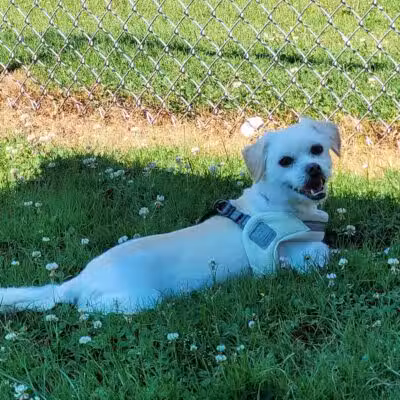 Rotary Dog Park - Corbin, KY