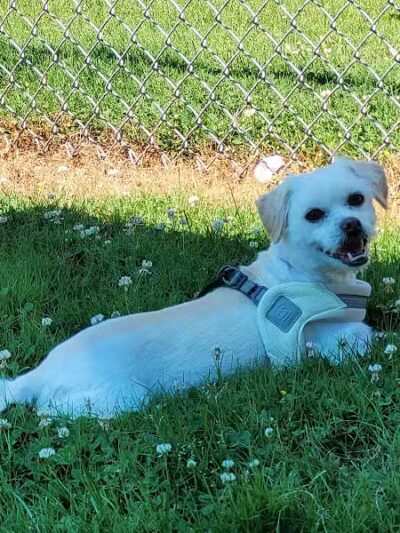 Rotary Dog Park - Corbin, KY
