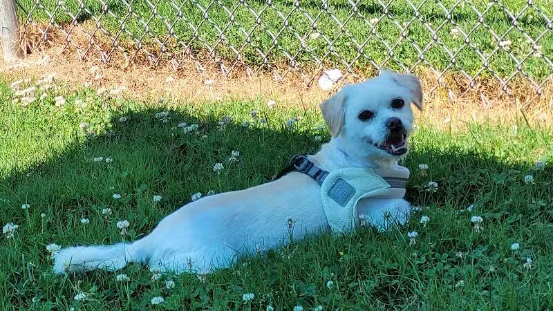 Rotary Dog Park - Corbin, KY