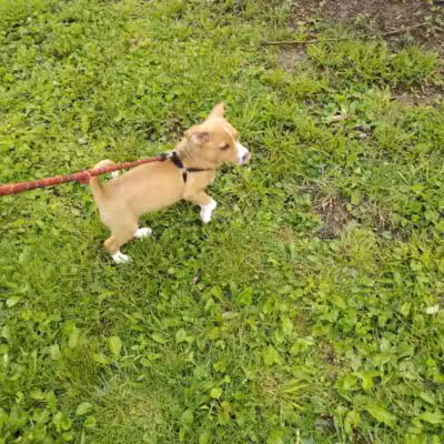 Rotary Dog Park - Corbin, KY