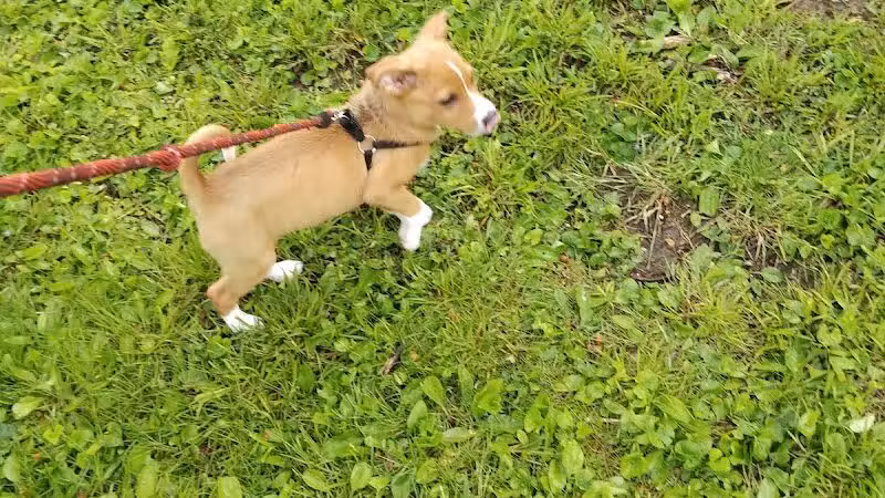 Rotary Dog Park - Corbin, KY