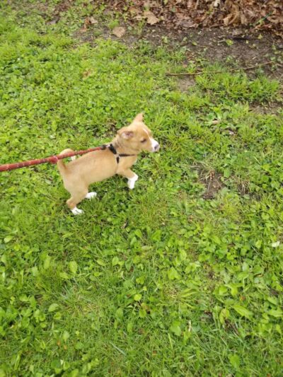 Rotary Dog Park - Corbin, KY