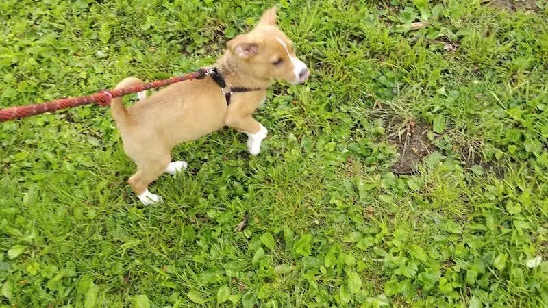 Rotary Dog Park - Corbin, KY