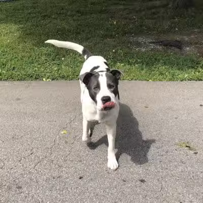 Rotary Dog Park - Corbin, KY