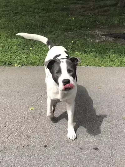 Rotary Dog Park - Corbin, KY