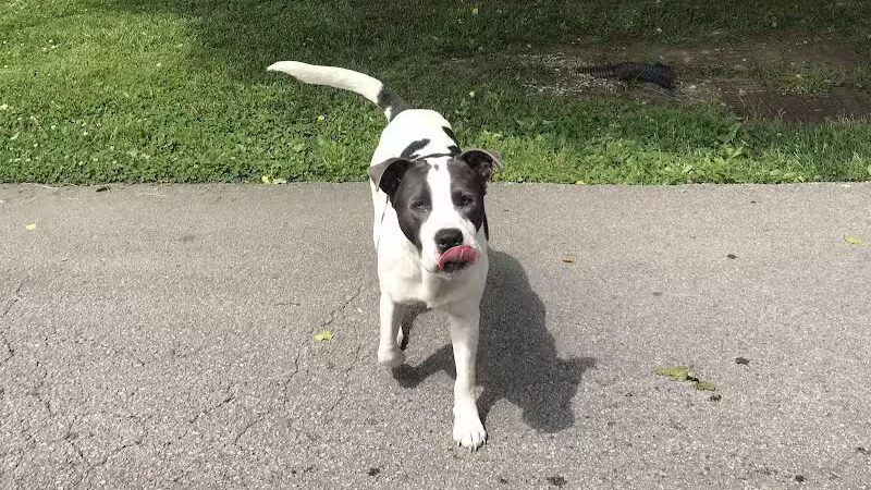 Rotary Dog Park - Corbin, KY