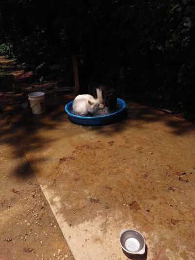 K9 Park At Ramsey Creek