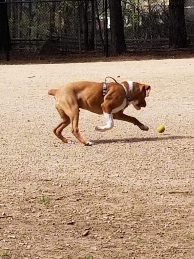 K9 Park At Ramsey Creek