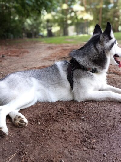 K9 Park At Ramsey Creek