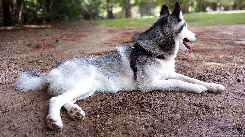 K9 Park At Ramsey Creek