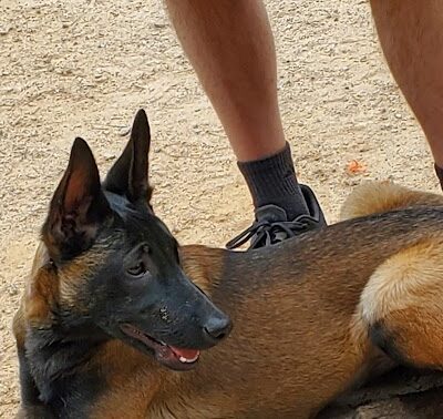 Swaney Pointe K-9 Park - Cornelius, NC