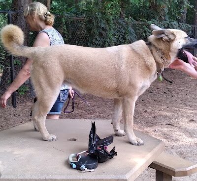 Swaney Pointe K-9 Park - Cornelius, NC
