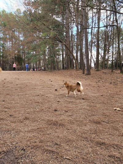 Swaney Pointe K-9 Park - Cornelius, NC