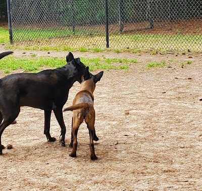 Swaney Pointe K-9 Park - Cornelius, NC