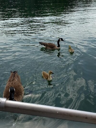 Swaney Pointe K-9 Park - Cornelius, NC