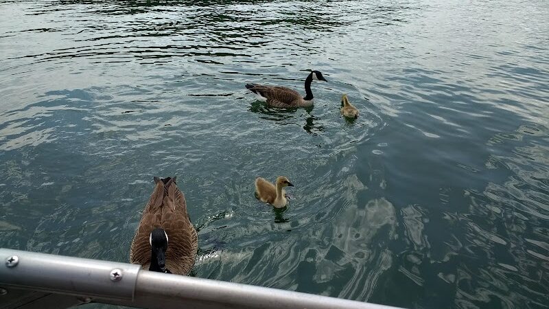 Swaney Pointe K-9 Park - Cornelius, NC