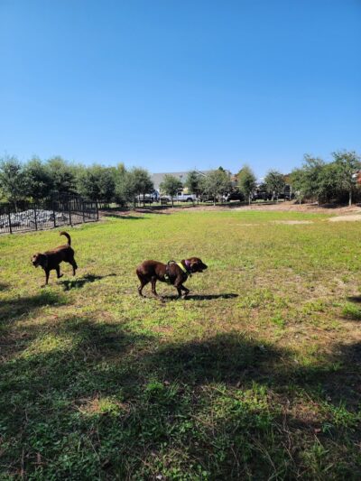 Dog Park - Corolla, NC